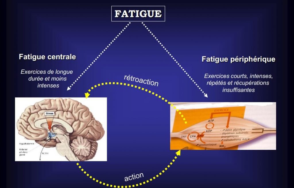 Fatigue Périphérique, Fatigue Centrale Et Surentraînement